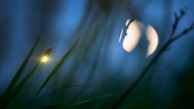 Light Bugs